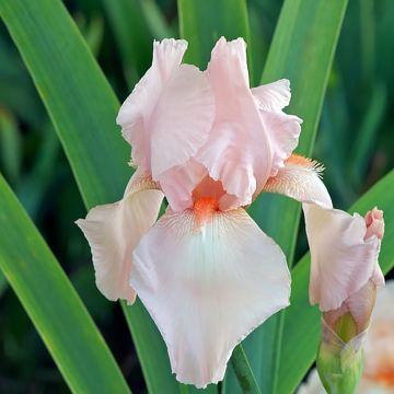 Iris germanica Flamant Rose - Giaggiolo paonazzo