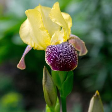 Iris germanica Flaming Dragon - Giaggiolo paonazzo