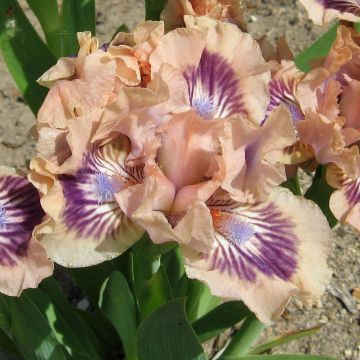 Iris germanica Frisk Me - Giaggiolo paonazzo