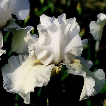 Iris germanica Frison-Roche - Giaggiolo paonazzo