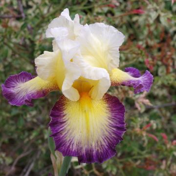 Iris germanica Galopade - Giaggiolo paonazzo