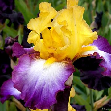 Iris germanica Gérard Brière - Giaggiolo paonazzo