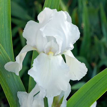 Iris germanica Glacier - Giaggiolo paonazzo