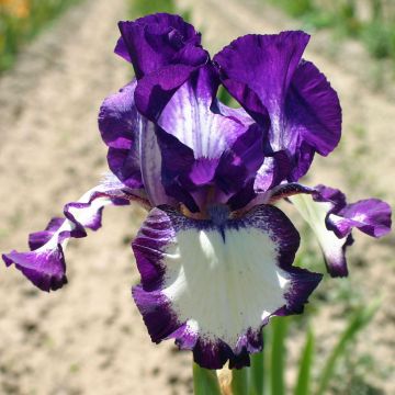 Iris germanica Going My Way - Giaggiolo paonazzo