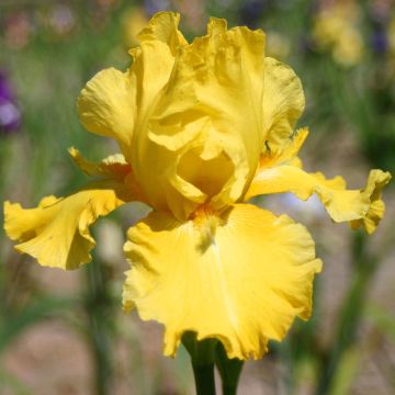 Iris germanica Grand Canari - Giaggiolo paonazzo