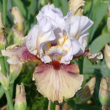 Iris germanica Guatemala - Giaggiolo paonazzo