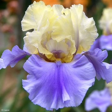 Iris germanica Haut les Voiles - Giaggiolo paonazzo