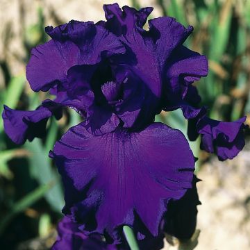 Iris germanica High Stakes - Giaggiolo paonazzo