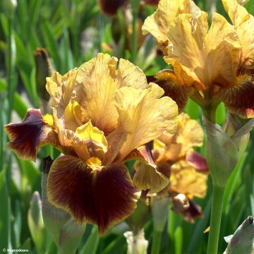 Iris germanica Hissy Fit - Giaggiolo paonazzo