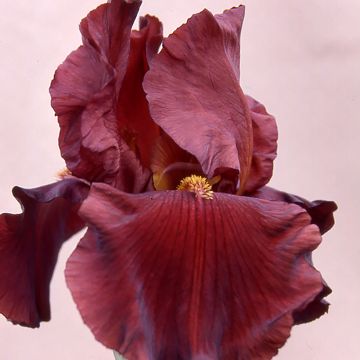 Iris germanica Inferno - Giaggiolo paonazzo