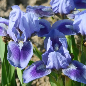 Iris germanica Katty Petts - Giaggiolo paonazzo