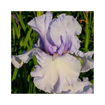 Iris germanica La part des Anges - Giaggiolo paonazzo