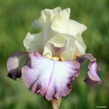 Iris germanica Lucky Locket - Giaggiolo paonazzo