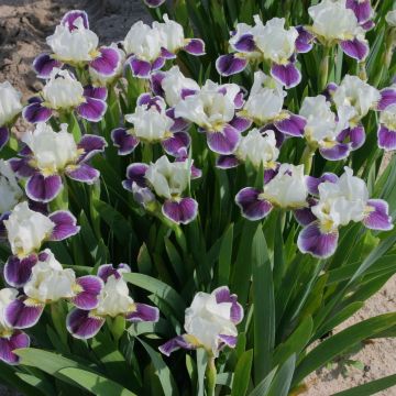 Iris germanica Making Eyes - Giaggiolo paonazzo