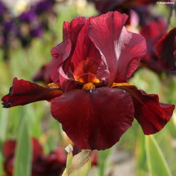 Iris germanica Man from Rio - Giaggiolo paonazzo