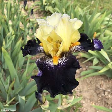 Iris germanica Masque Noir - Giaggiolo paonazzo