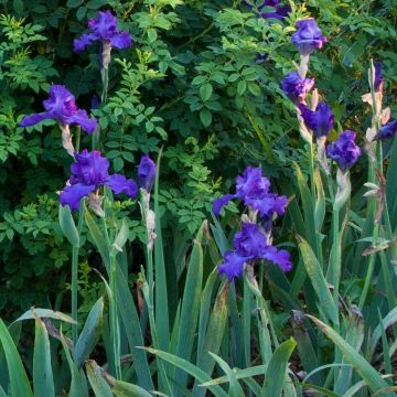 Iris germanica Mer du Sud - Giaggiolo paonazzo