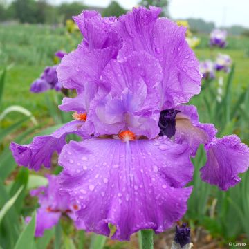 Iris germanica Morning Mail - Giaggiolo paonazzo