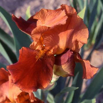 Iris germanica Natchez Trace - Giaggiolo paonazzo