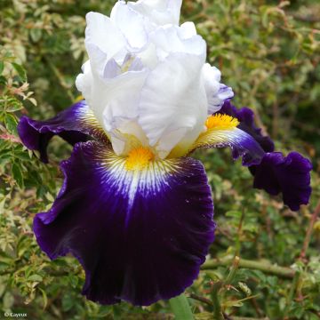 Iris germanica Noctambule - Giaggiolo paonazzo