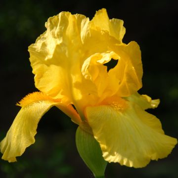 Iris germanica Ola Kala - Giaggiolo paonazzo