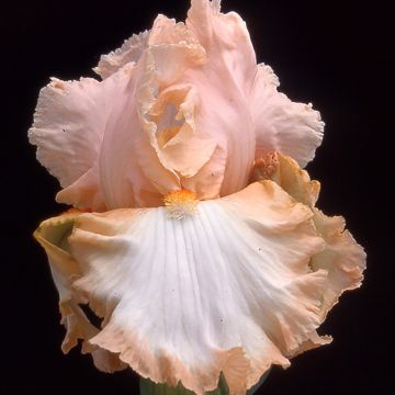 Iris germanica Peach Frost - Giaggiolo paonazzo