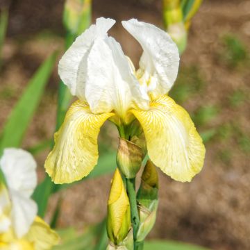 Iris germanica Pinnacle - Giaggiolo paonazzo