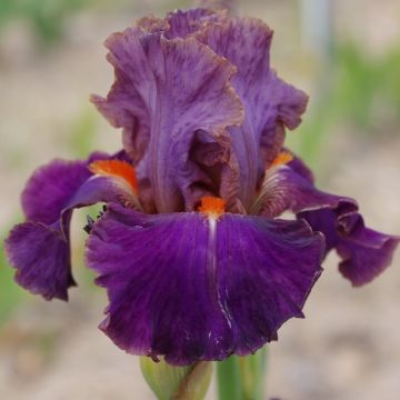 Iris germanica Plaisantin - Giaggiolo paonazzo