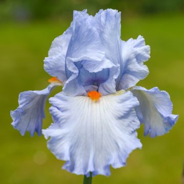 Iris germanica Princesse Caroline de Monaco - Giaggiolo paonazzo