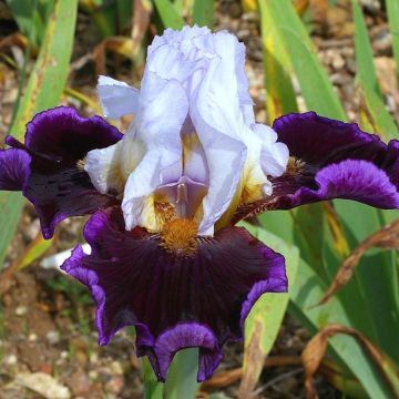 Iris germanica Profond Mystère - Giaggiolo paonazzo