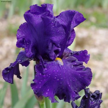 Iris germanica Profond Soupir - Giaggiolo paonazzo