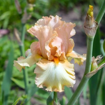 Iris germanica Qualified - Giaggiolo paonazzo