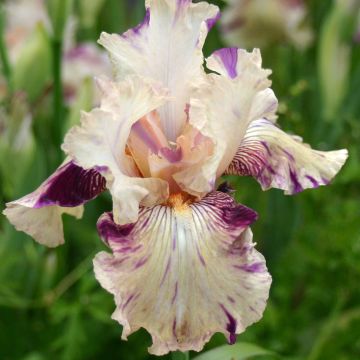 Iris germanica Raspberry Silk - Giaggiolo paonazzo