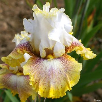 Iris germanica Ring Around Rosie - Giaggiolo paonazzo