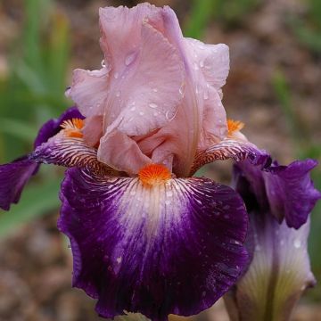 Iris germanica Robe du soir - Giaggiolo paonazzo