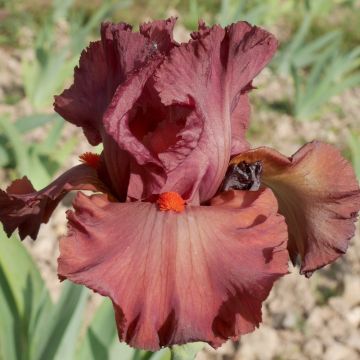 Iris germanica Rouge de Plaisir - Giaggiolo paonazzo