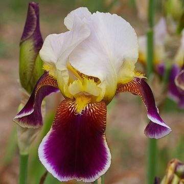 Iris germanica Shah Jehan - Giaggiolo paonazzo