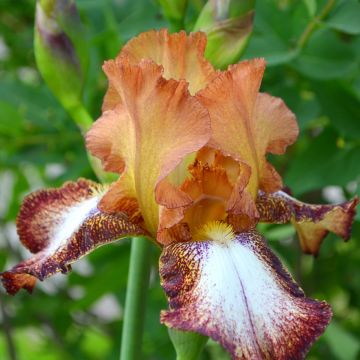 Iris germanica Siva Siva - Giaggiolo paonazzo