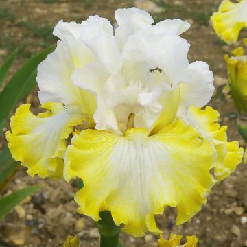 Iris germanica Smiling Faces - Giaggiolo paonazzo