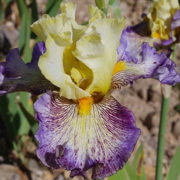 Iris germanica Sorcellerie - Giaggiolo paonazzo