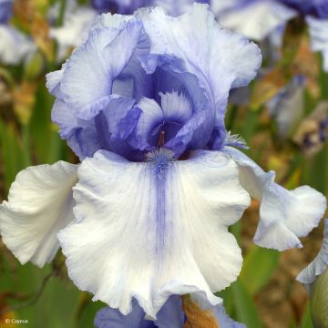 Iris germanica Sovereign Crown - Giaggiolo paonazzo