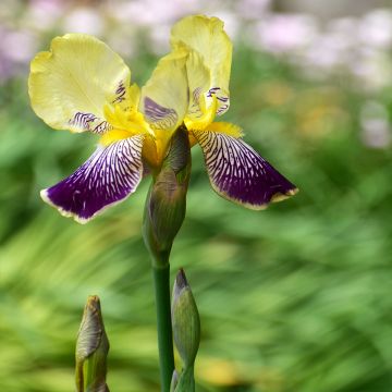 Iris germanica Stellata - Giaggiolo paonazzo