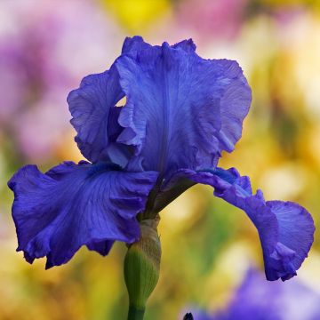 Iris germanica Storm Center - Giaggiolo paonazzo