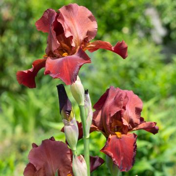 Iris germanica Sultan's Palace - Giaggiolo paonazzo