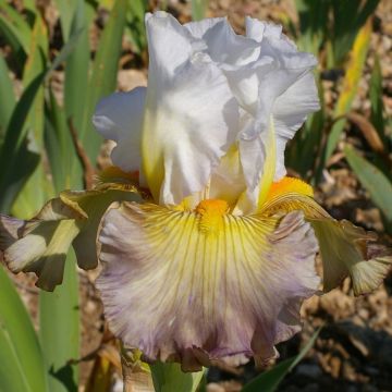 Iris germanica Sur la plage - Giaggiolo paonazzo