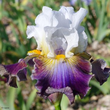 Iris germanica Surface Irisée - Giaggiolo paonazzo