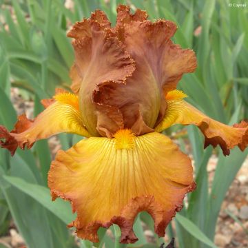 Iris germanica Tabac Blond - Giaggiolo paonazzo