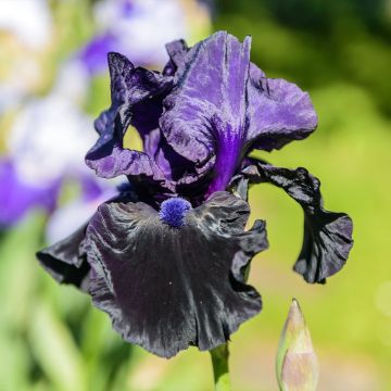 Iris germanica Tuxedo - Giaggiolo paonazzo