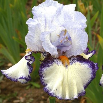 Iris germanica Urluberlu - Giaggiolo paonazzo