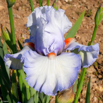 Iris germanica Waterline - Giaggiolo paonazzo